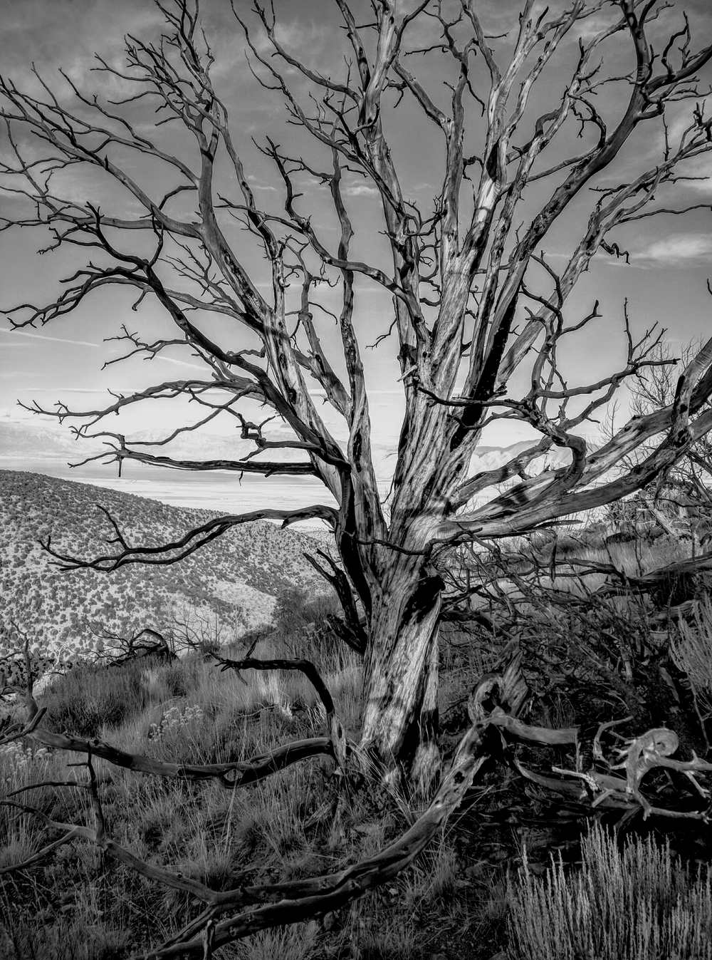 Black and white photograph of a bare, weathered tree on a ridge